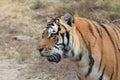 Siberian tigerÃÂ¯ÃÂ¼Ãâ Panthera tigris ssp.altaicaÃÂ¯ÃÂ¼Ã¢â¬Â°